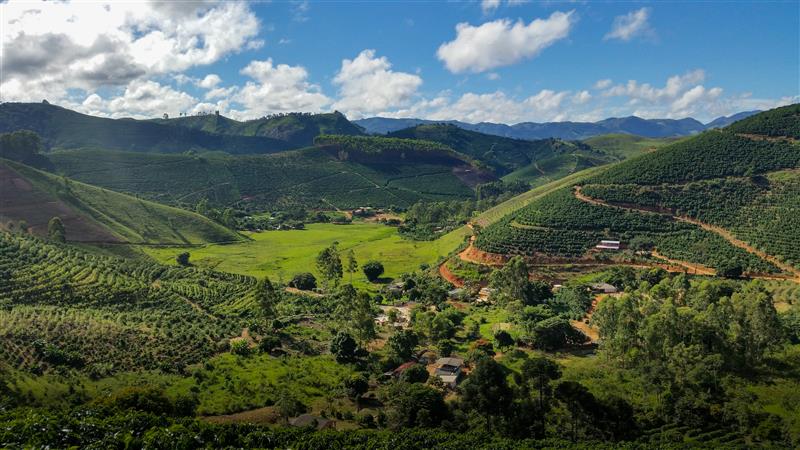 Coffee plantation landscape